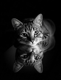 Rudi katze samtpfote